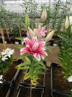 [4271 Thalita No01.JPG]